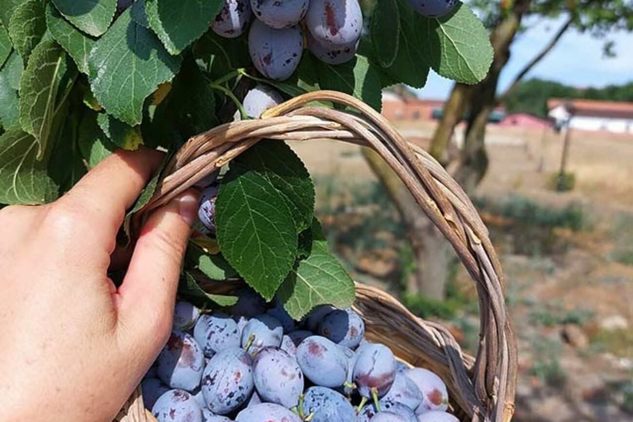 Ranch delle Donne social Farm in Piemonte countryside